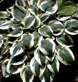 Hosta Patriot — photo 2