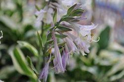 Hosta Patriot — photo 3
