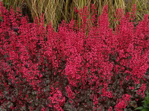 Heuchera 'Rave On'