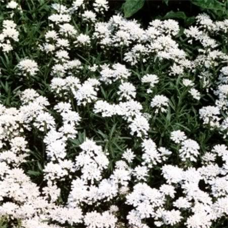 Iberis sempervirens Snowflake