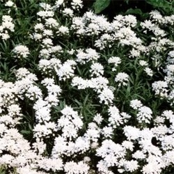 Iberis sempervirens Snowflake — photo 1
