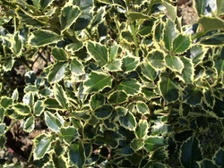 Ilex aquifolium Aureo-Marginata — photo 2