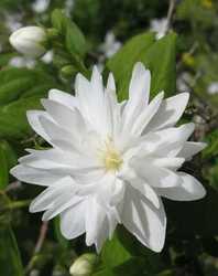 Iberis sempervirens Snowflake — photo 2
