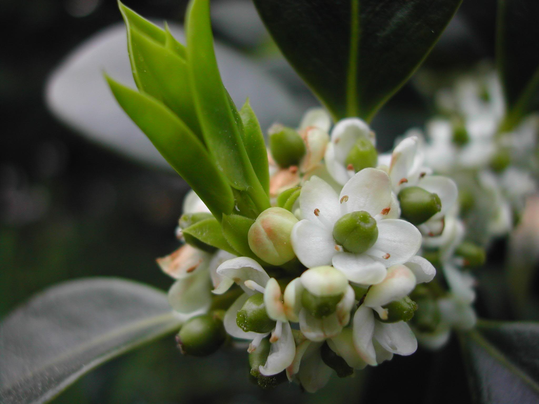Ilex aquifolium J. C. Van Tol