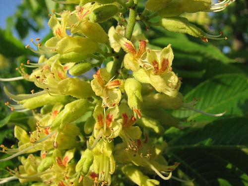 Aesculus globosa octandra — photo 1