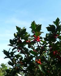 Ilex aquifolium J. C. Van Tol — photo 2