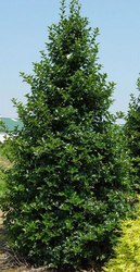 Ilex aquipernyi San Jose — photo 2