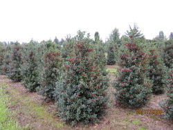 Ilex Centennial Girl — photo 2