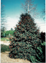 Ilex Centennial Girl — photo 3