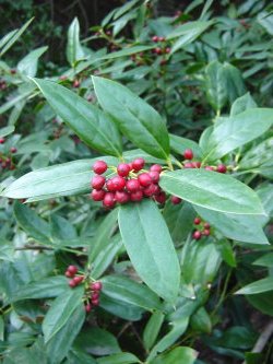 Ilex cornuta Willowleaf