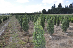 Ilex crenata 'Northern Beauty' — photo 1