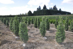 Ilex crenata 'Northern Beauty' — photo 2