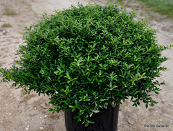 Ilex crenata 'Soft Touch' — photo 2