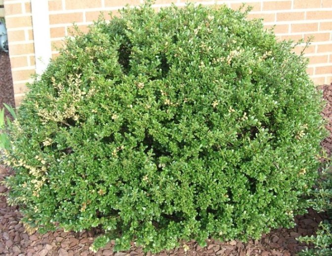 Ilex crenata Compacta