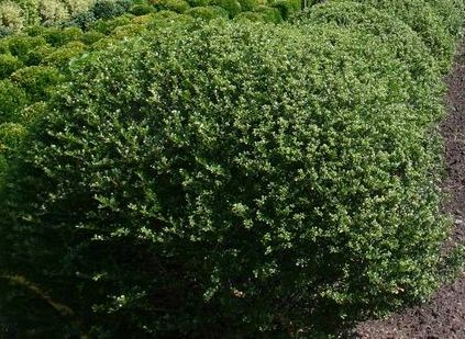 Ilex crenata Glory