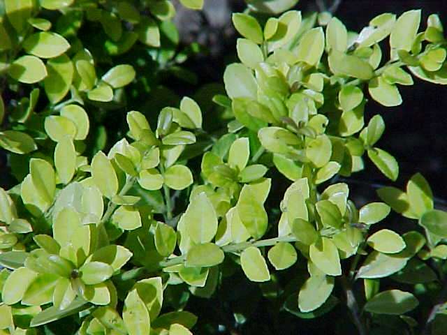 Ilex crenata Golden Gem