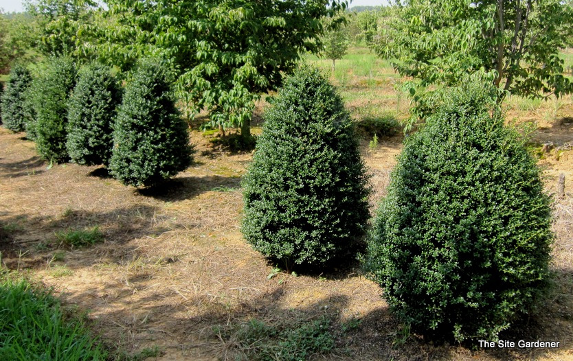 Ilex crenata Jersey Pinnacle