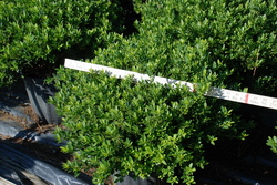 Ilex crenata 'Hoogendorn' — photo 2