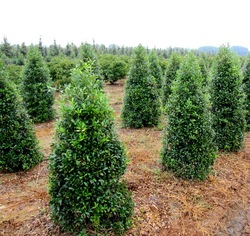 Ilex x attenuata 'Fosteri' — photo 2