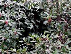 Ilex x attenuata 'Fosteri' — photo 3