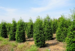 Ilex x attenuata 'Fosteri' — photo 4