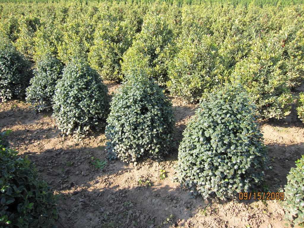 Ilex Dr. Kassab