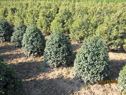 Ilex Dr. Kassab — photo 1