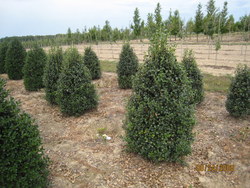 Ilex Dr. Kassab — photo 2