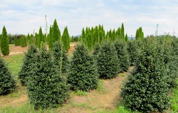 Ilex Dr. Kassab — photo 3