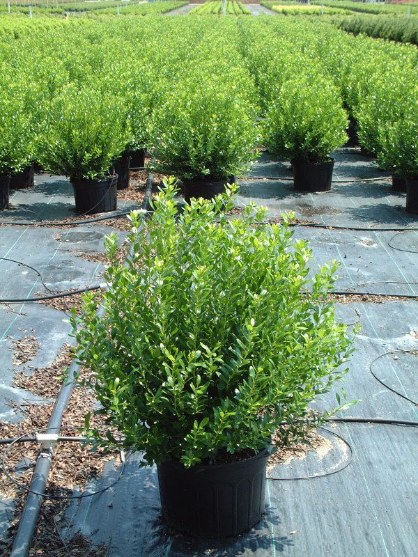 Ilex glabra 'Densa'