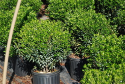 Ilex glabra Compacta — photo 2