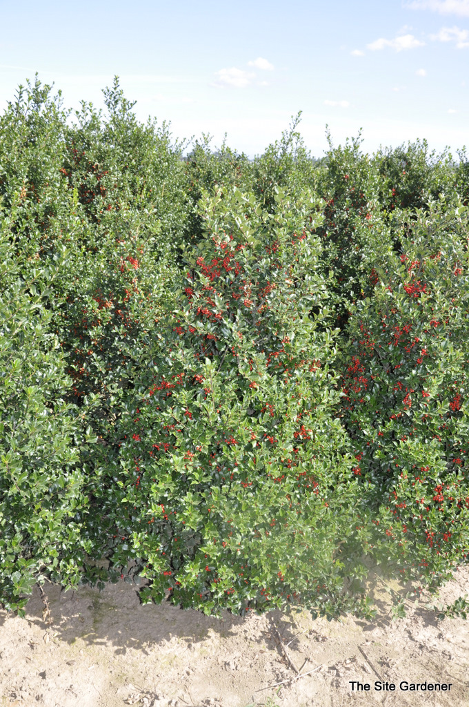 Ilex meserveae Blue Girl