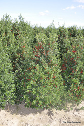 Ilex meserveae Blue Girl — photo 1
