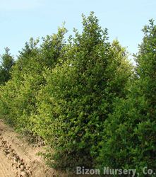 Ilex meserveae Blue Girl — photo 2