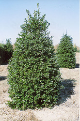 Ilex Nellie Stevens — photo 3
