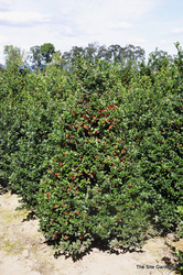 Ilex meserveae Blue Girl — photo 3