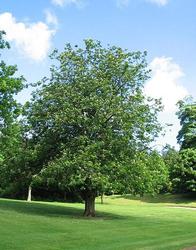 Acer saccharum  'Commemoration' — photo 1