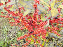 Ilex verticillata 'Winter Red' — photo 2
