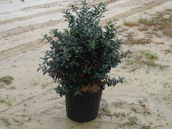 Ilex x meserveae 'Blue Prince' — photo 2