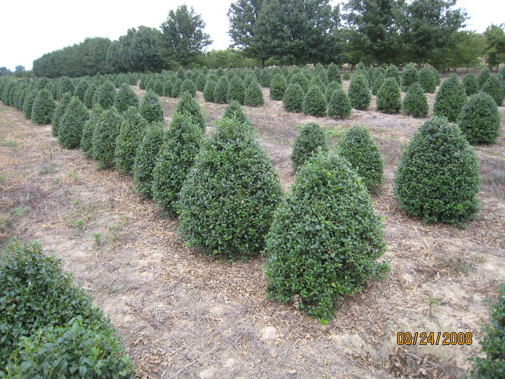 Ilex 'Mesdob'(CHINA BOY)