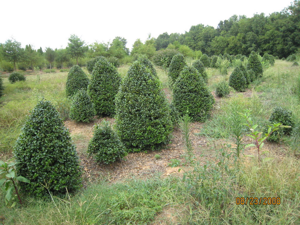 Ilex x meserveae 'China Girl'