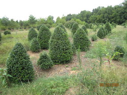 Ilex x meserveae 'China Girl' — photo 1