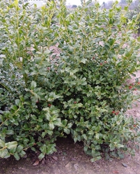 Ilex x meserveae 'China Girl' — photo 2