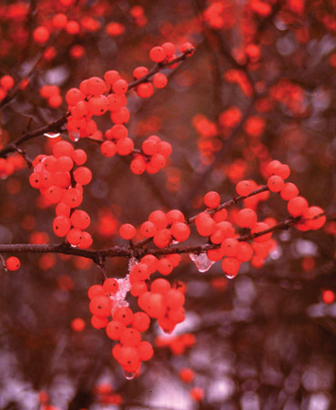 Ilex verticillata 'Berry Nice' — photo 1