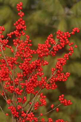 Ilex verticillata 'Berry Heavy' — photo 1