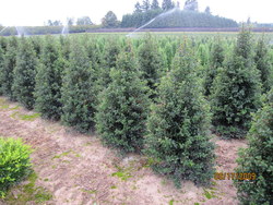 Ilex x aquipernyi 'Dragon Lady' — photo 1