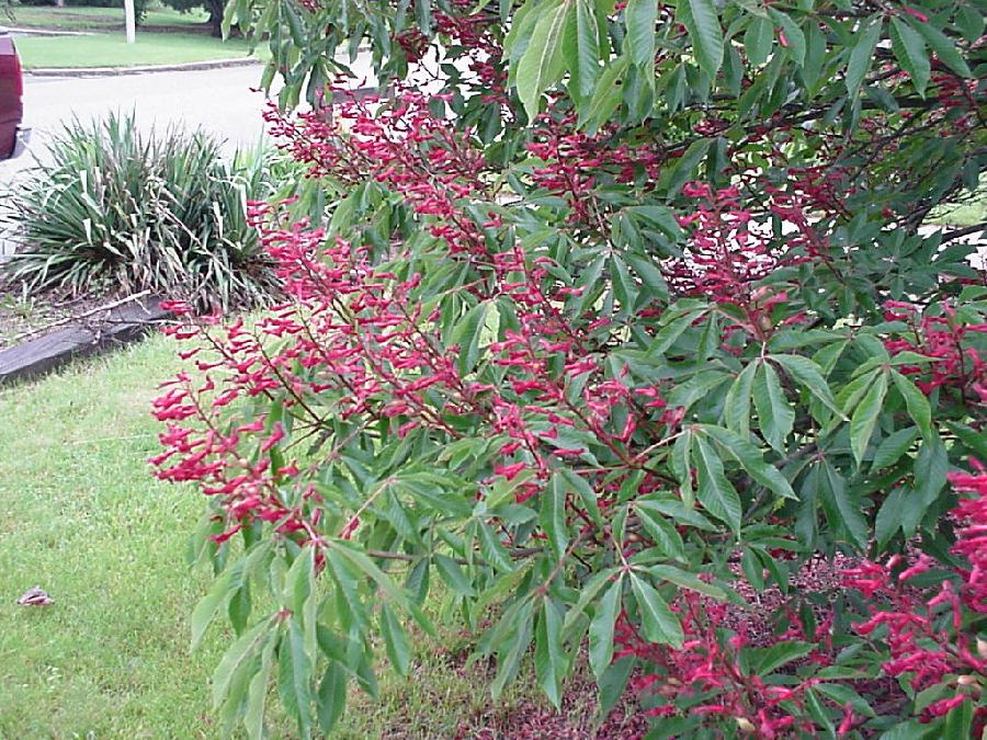 Aesculus pavia splendens — photo 1