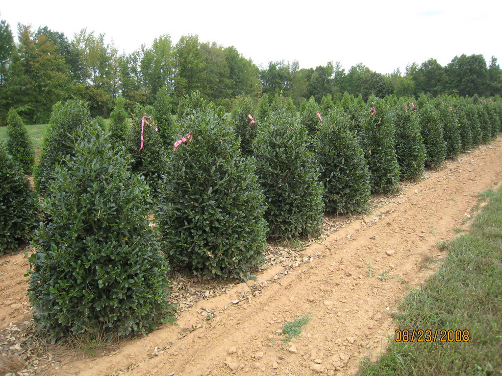 Ilex 'Nellie Stevens'