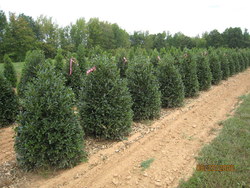 Ilex 'Nellie Stevens' — photo 1