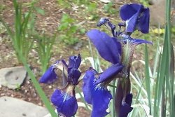 Iris sibirica 'Caesar's Brother' — photo 1